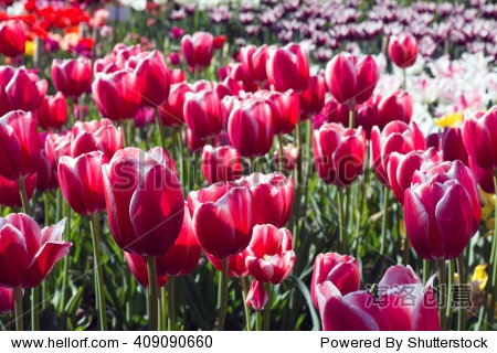 tulips in spring - 图片素材 - 站酷海洛plus正版图片