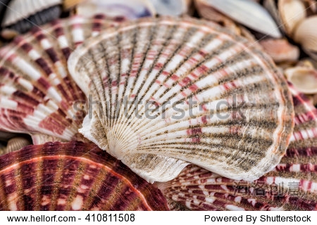 - variety of sea shells from beach - panoramic - with large