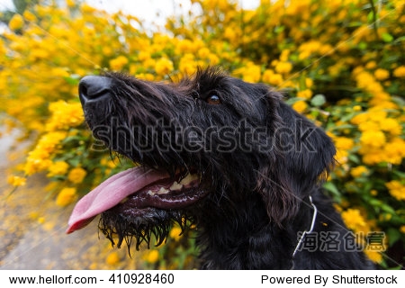 beautiful black dog posing at yellow bush in blossom, close-up.