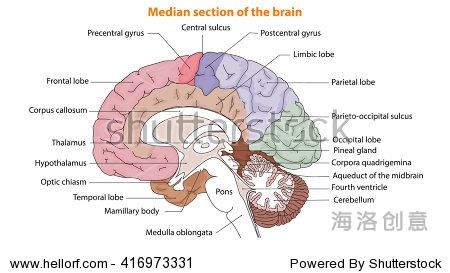 brainanatomy图片
