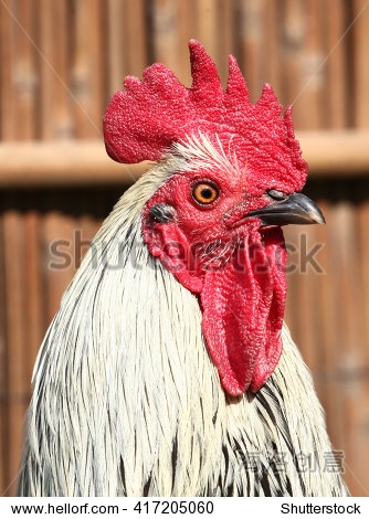 cock chanticleer rooster