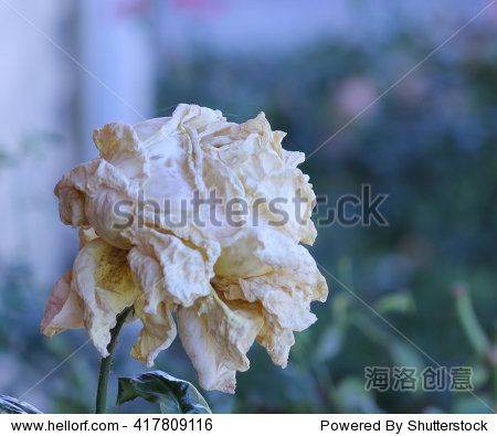 old rotting rose - 图片素材 - 站酷海洛plus正版图片, 视频, 音乐