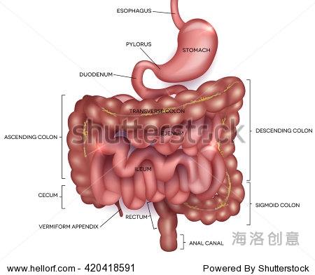 stomach, small intestine and colon.