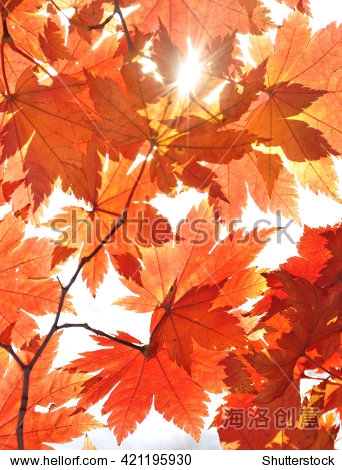 autumn, sunny maple leaves, autumnal ornament 