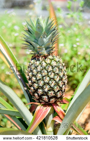 pineapple tree - 图片素材 - 站酷海洛plus正版图片, 视频, 音乐素材