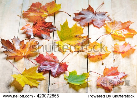 autumn maple leaves isolated on wood background 