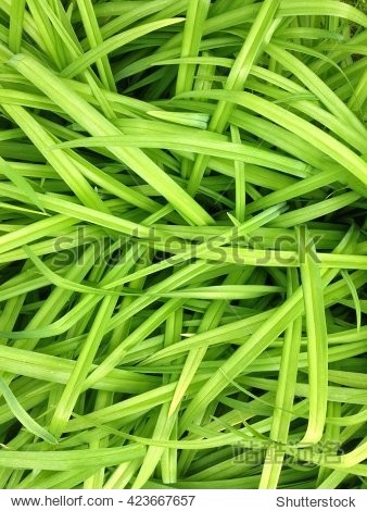 abstract green grass leaves texture background - 站酷海洛正版