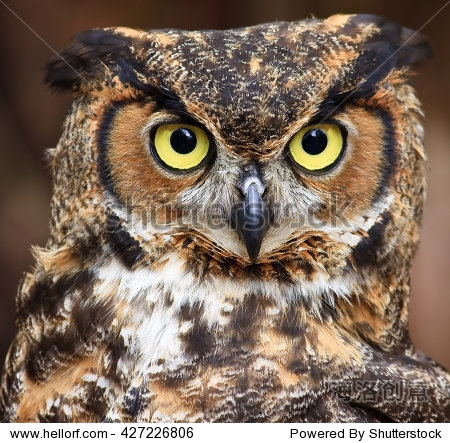 great horned owl head shot close up