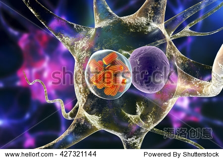 狂犬病病毒(橙色)神经元(胞浆内包涵称为negri身体用于诊断),3 d演示