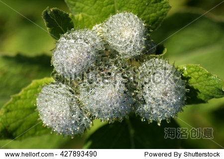 of greater burdock (arctium lappa) with drops of water after