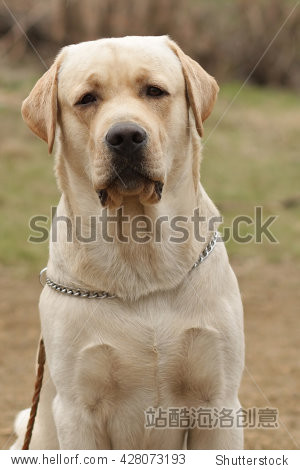 beautiful purebred fawn dog labrador retriever stares, closeup