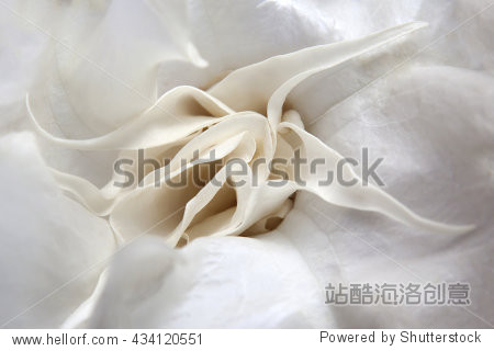 close up white angels trumpet latin name brugmansia insignis