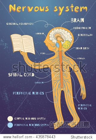 human nervous system for kids.