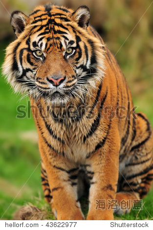 portrait of a beautiful male sumatran tiger in a reserve of