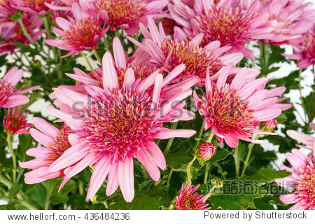 pink flowers (closeup) of chrysanthemum plant in flowerpot.