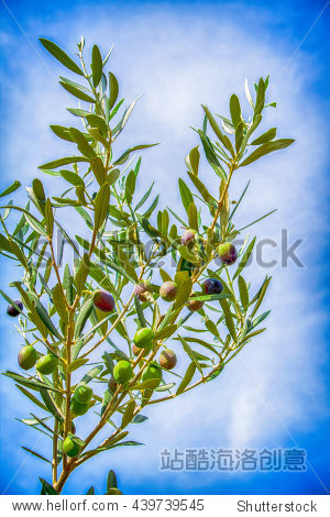 olive twigs图片