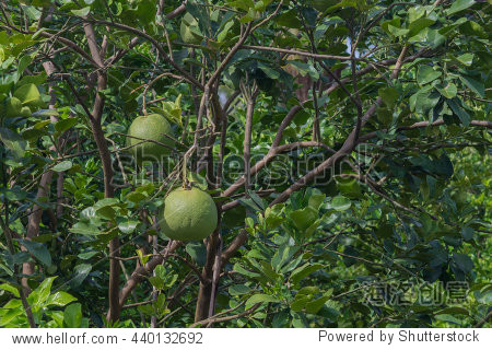 grapefruit tree - 图片素材 - 站酷海洛plus正版图片, 视频, 音乐