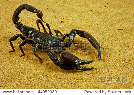 scorpion crawling in combat position - 站酷海洛正版图片, 视频