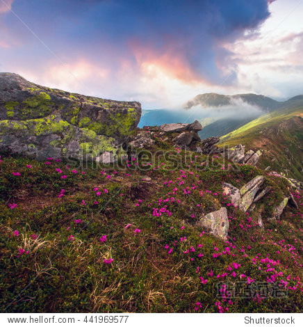 colorful summer sunrise landscape in the mountains with blossom