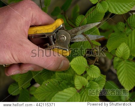 cut of bended twig on leaves tree with long spiky scissors.
