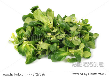 baby spinach on a white background - 图片素材 - 站酷海洛plus正版