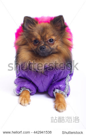 lying german spitz in the winter overalls - 图片素材 - 站酷海洛