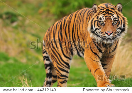 scarylookingmalesumatrantigercomingstraighttowardsyou