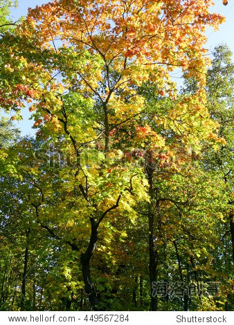 autumn maple leaves blue sky yellow orange 