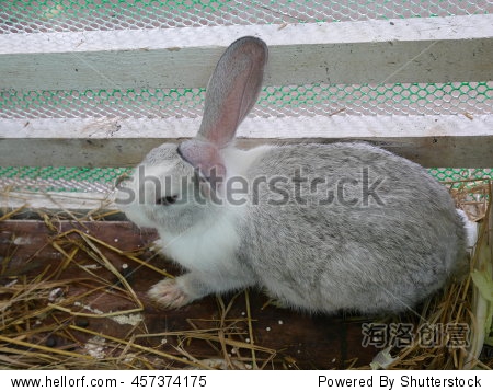 rabbit in the cage - 图片素材 - 站酷海洛plus正