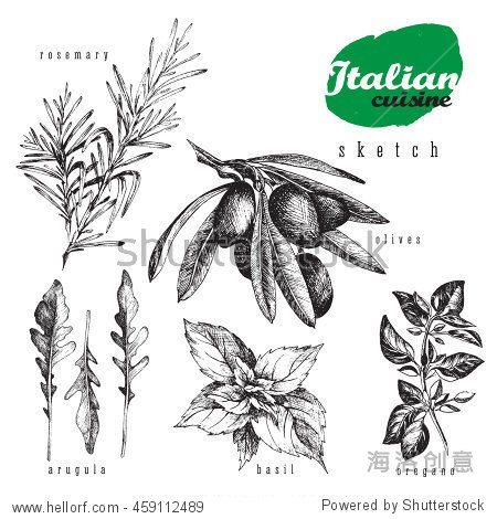 italian cuisine herbs and plants vector isolated element set.