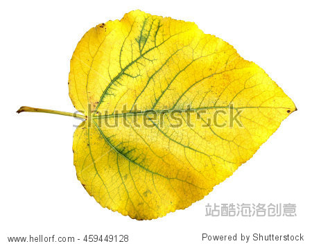 yellow and green huge poplar leaves fresh with streaks - 图片