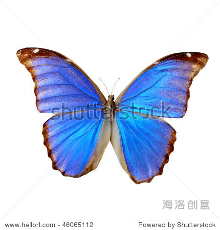 blue morpho
