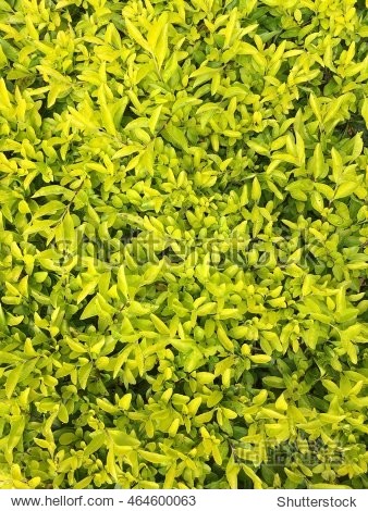 green leave background - 图片素材 - 站酷海洛plus正版图片, 视频