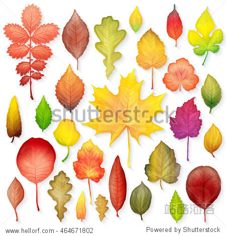 colorful leaves set on white background vector