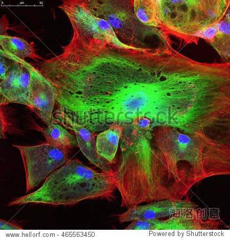 real fluorescence microscopic view of human skin cells in