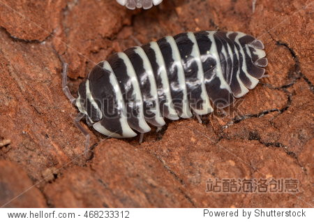 woodlouse armadillidium maculatum - 站酷海洛正版图片, 视频, 音乐