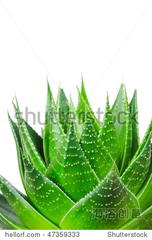 aloe isolated on white background - 图片素材 - 站酷海洛plus正版