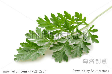 artemisia sprig isolated on white - 医疗保健,自然 - 站酷海洛创意