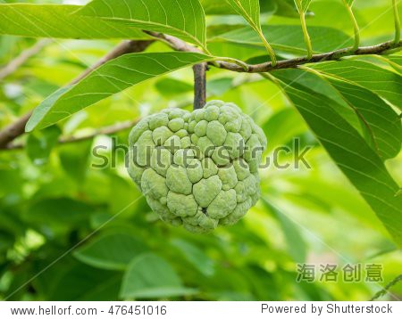 custard apple tropical fruit on green tree in the garden