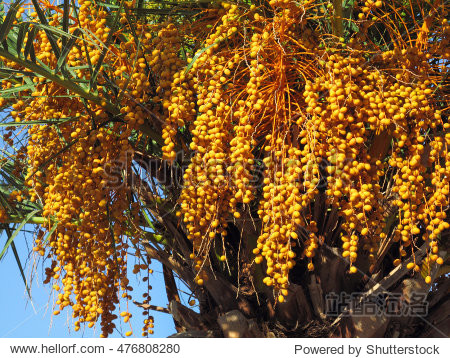 bright orange fruits of palm tree - 站酷海洛正版图片, 视频, 音乐