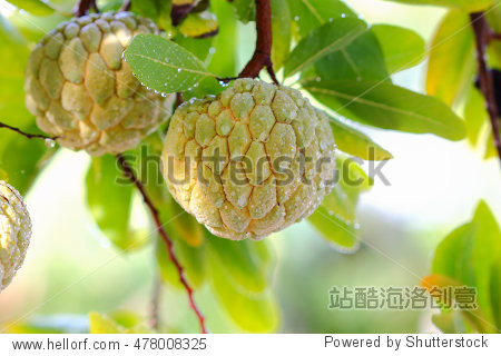 custard apple on tree .