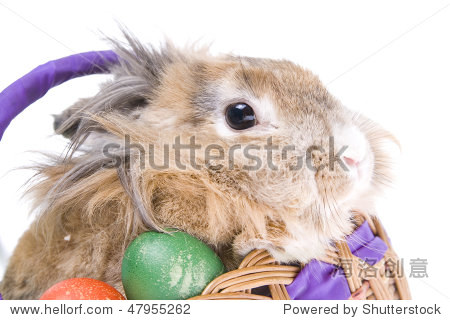 rabbit in basket - 图片素材 - 站酷海洛plus正版