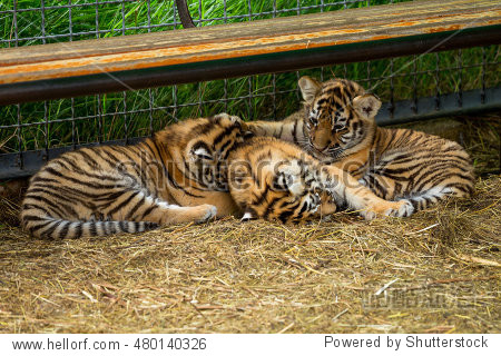 tiger cubs playing in the arena - 站酷海洛正版图片, 视频, 音乐