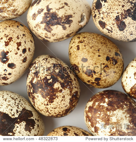 quail egg background - 图片素材 - 站酷海洛plus正版图片, 视频