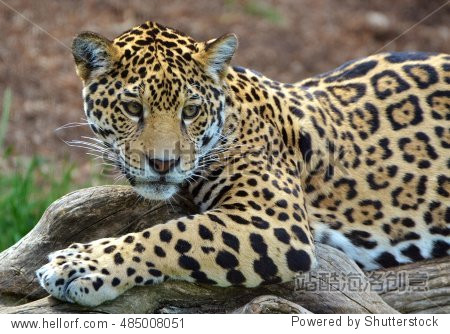 a jaguar (panthera onca) which are native to amazon jungle