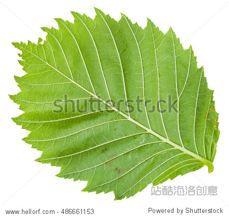 back side of green leaf of elm tree (ulmus laevis european white