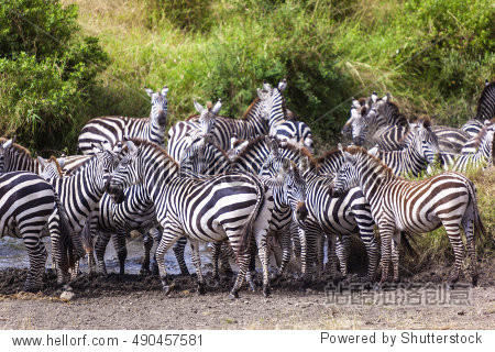 zebra at a waterhole in serengeti national park , tanzania