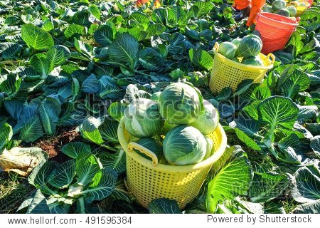 harvesting white cabbage.