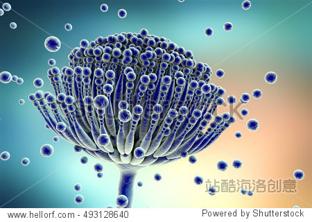 black mold fungi aspergillus which produce aflatoxins and cause
