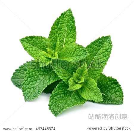 mint leaf close up on a white background